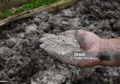 farmer's hand holds handful of ash for use in vegetable garden as fertilizer